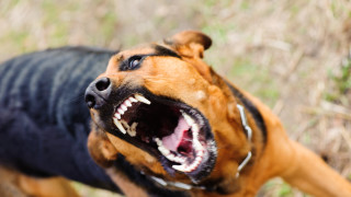 Кинолози плашат с протести, ако не чуят исканията им за агресивните кучета