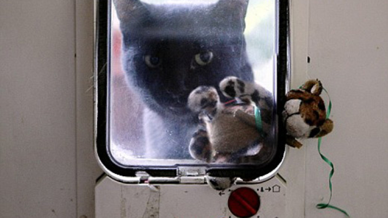 Изображение 66531