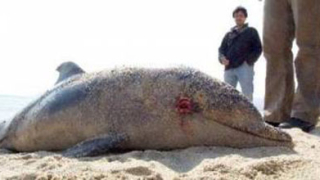 Два мъртви делфина открити на плажа в Бургас