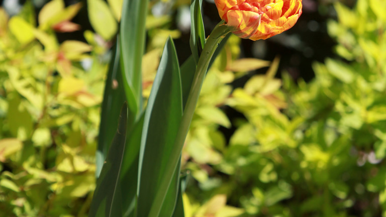Облачно и топло, без валежи