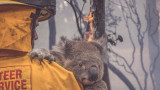 Австралия, пожарите, реакциите на звездите и какво можем да направим, за да помогнем
