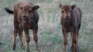 Популацията на зубърите в Източните Родопи се увеличава През месеците