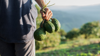 На пазара вече има голямо разнообразие от био и органични