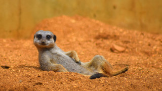 Обичаме слънцето и особено през студените месеци всеки слънчев лъч