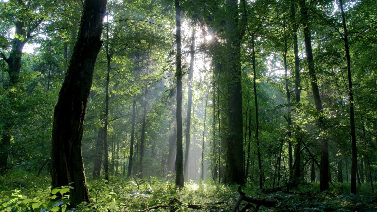 Природозащитници поискаха проверка на старите ни гори