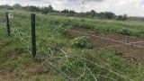  Изградиха 81 км от оградата по границата с Румъния против диви прасета 
