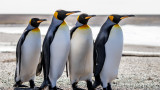 И кралските пингвини са застрашени от изчезване