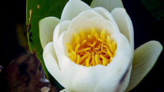 В Чернобил разцъфнаха гигантски водни лилии съобщават от Чернобилския радиационно екологичен