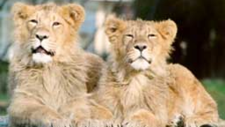 Изображение 23032