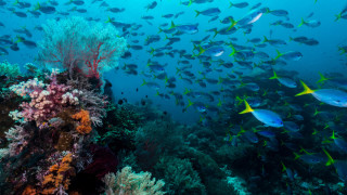 По време на проучвателните си мисии не е изненадващо за