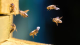  Пчелите са по-умни, в сравнение с допускаме (особено когато работят в екип) 