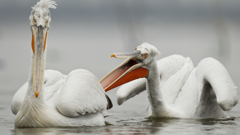 Къдроглавите пеликани напуснаха "Сребърна" за тази година