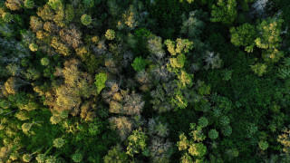 Инспектори от държавните горски предприятия и Изпълнителна агенция по горите