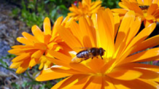 Пчелари от Шуменско пращат декларация до Правителството и МЗ