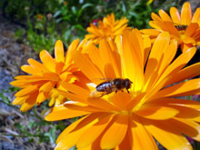 Разширяват програма Пчеларство 