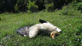 Откриха мъртво семейство египетски лешояди