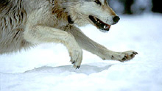 Гръмнаха 80-килограмов вълк край Монтана 