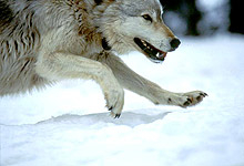 Швейцарски депутат иска да експулсира вълци у нас 