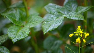 Жълт код за интензивни валежи е издаден и за четвъртък