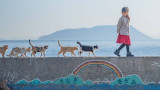 Аошима - ад или рай е Островът на котките в Япония