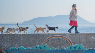 Островът, на който има 20 пъти повече котки от хора