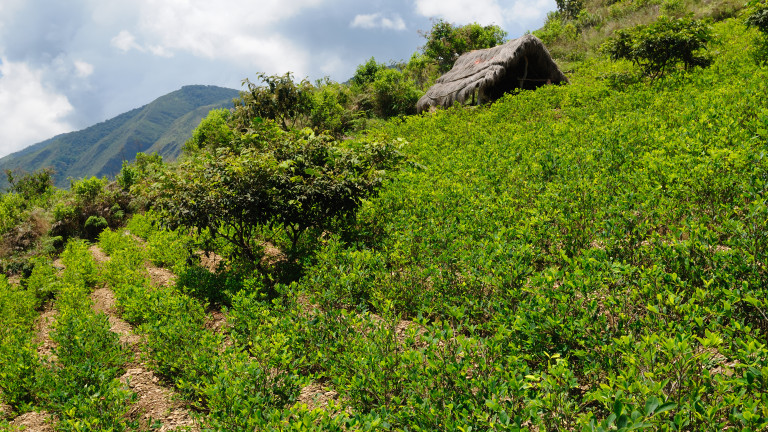 Производството на кокаин в Колумбия с ръст от 31%