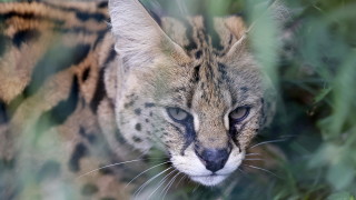 МОСВ: В България е забранено отглеждането и търговията с диви котки 