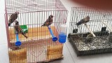  Пресякоха противозаконна търговия със предпазени птици в Пловдив 