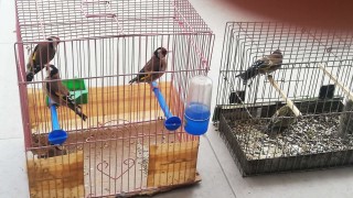 Установиха незаконна търговия със защитени пойни птици в Пловдив При