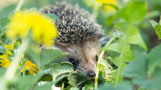 Едва ли има човек който да не се зарадва когато