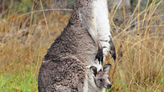 Австралийски фермери пропищели от кенгура