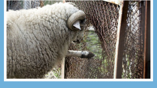 В Деня на зоопарковете от организацията Четири лапи напомнят за