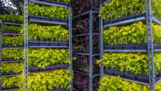 Една от най големите хидропонни ферми в света отвори врати близо