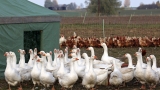 Умъртвяват 6000 патици във фермата край Раковски