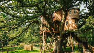 Кацнал на едно дърво