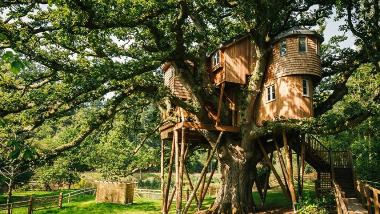 Кацнал на едно дърво