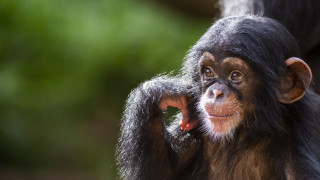 В момента шимпанзетата които живеят в дивата природа са застрашени