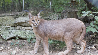 Най-скокливата дива котка скочи в зоопарка в Стара Загора