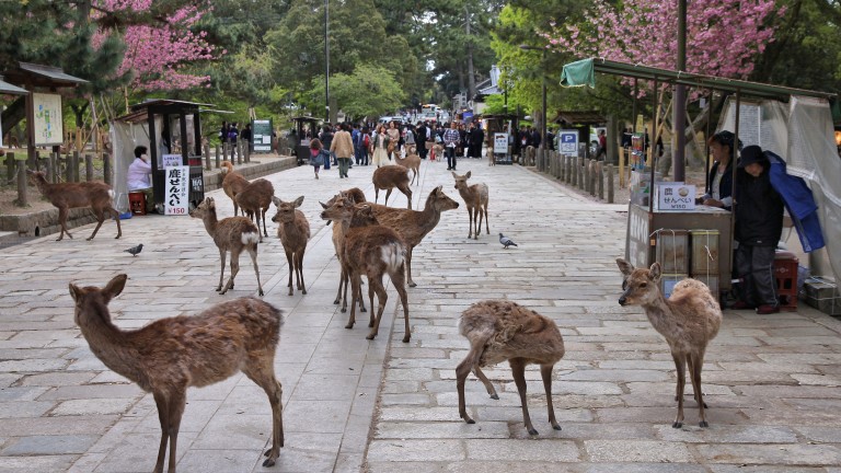 Властите в древната японска столица Нара предупреждават посетителите да не