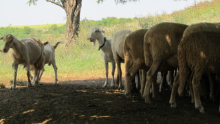 Вземат втора проба от стадото в Болярово