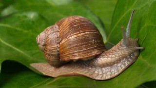 Охлювът Лари спечели световния шампионат по надбягване на охлюви като