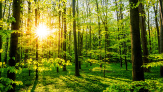 През 1980 г за първи път бе предложена теорията че