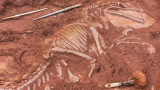 Скелет на динозавър за 44.6 милиона долара - защо находката е уникална