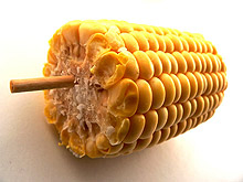 ГМО царевица няма да отглежда в България, уверява министерството