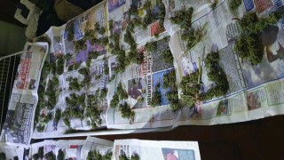 Разкриха оранжерия за производство на канабис в София
