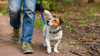 Столичният инспекторат следи за стопани разхождащи кучетата си без повод каишка