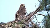  Новo гнездо на царски орел откри екип на Българско дружество за защита на птиците 