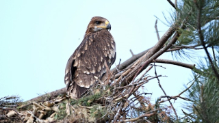 Новo гнездо на царски орел откри екип на БДЗП