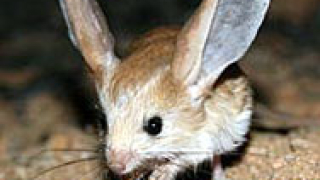 Гризачът с най-големите уши открит в Монголия