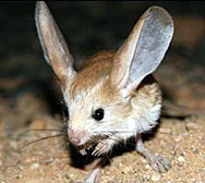 Гризачът с най-големите уши открит в Монголия